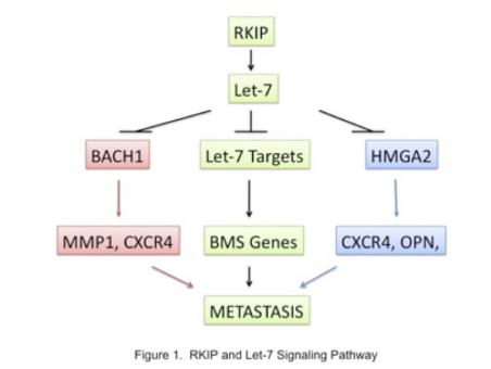 Rosner_research_fig